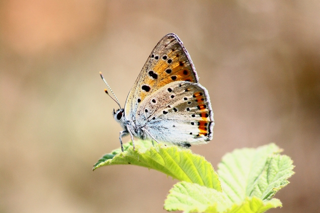 Lycaena alciphron